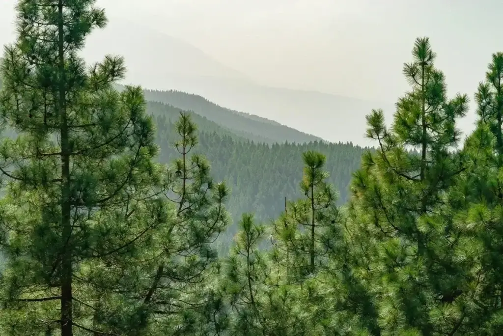 Landscape view of trees and mountains